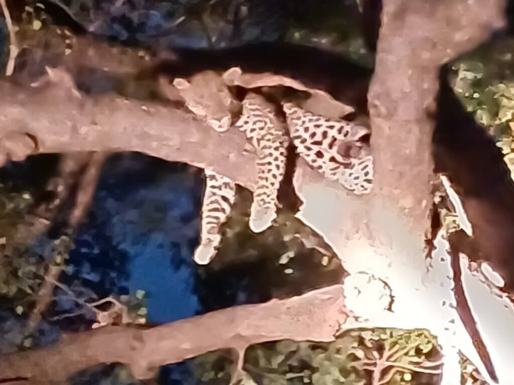 leopard in a tree