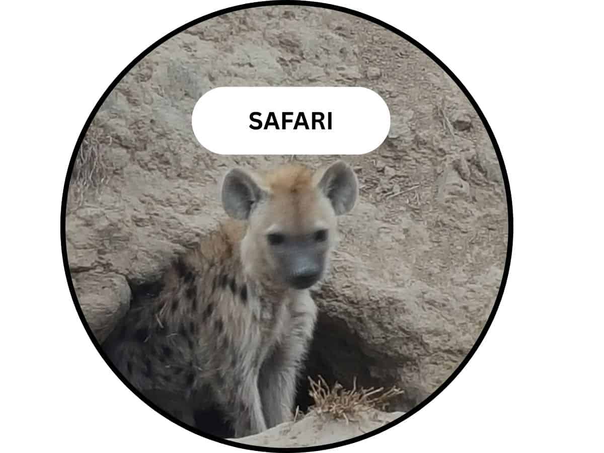 self-drive Kruger Naional Park