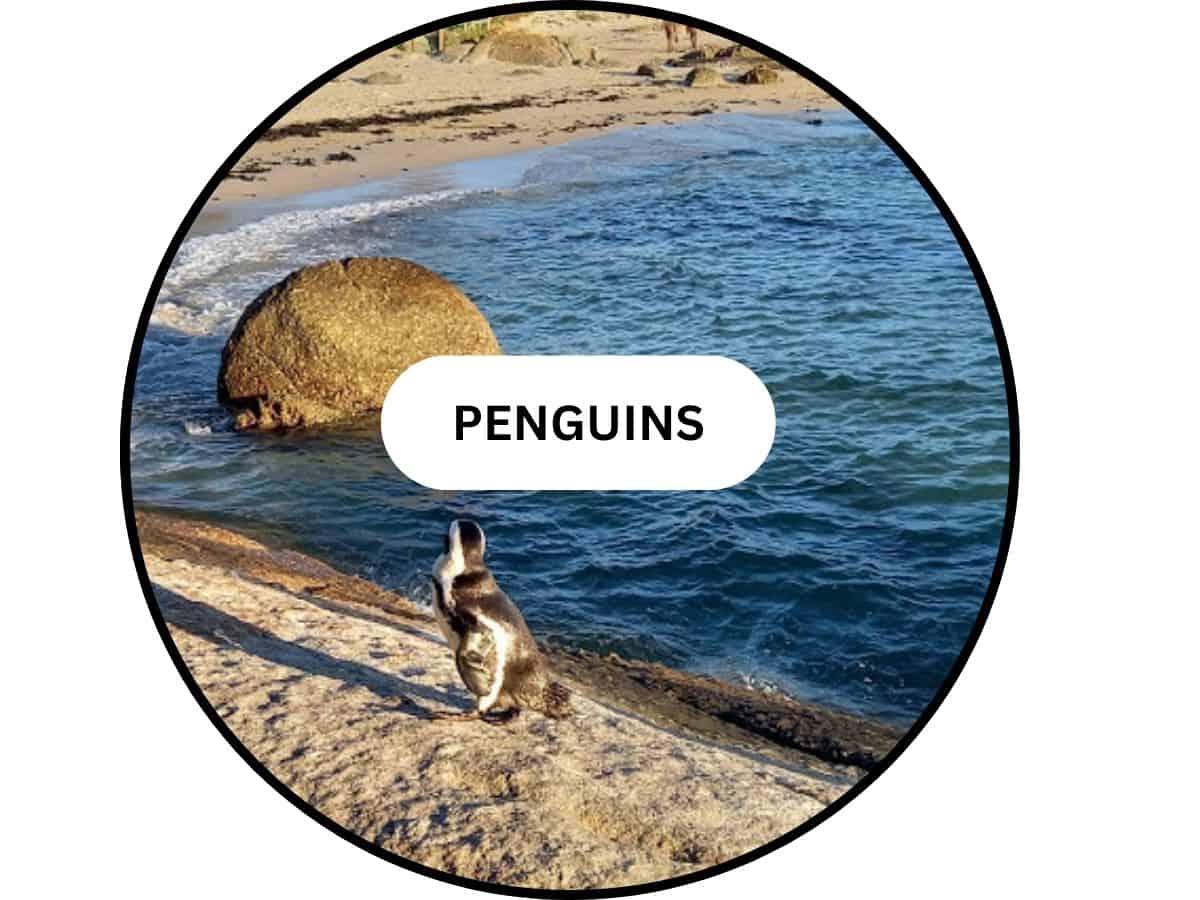 penguins
