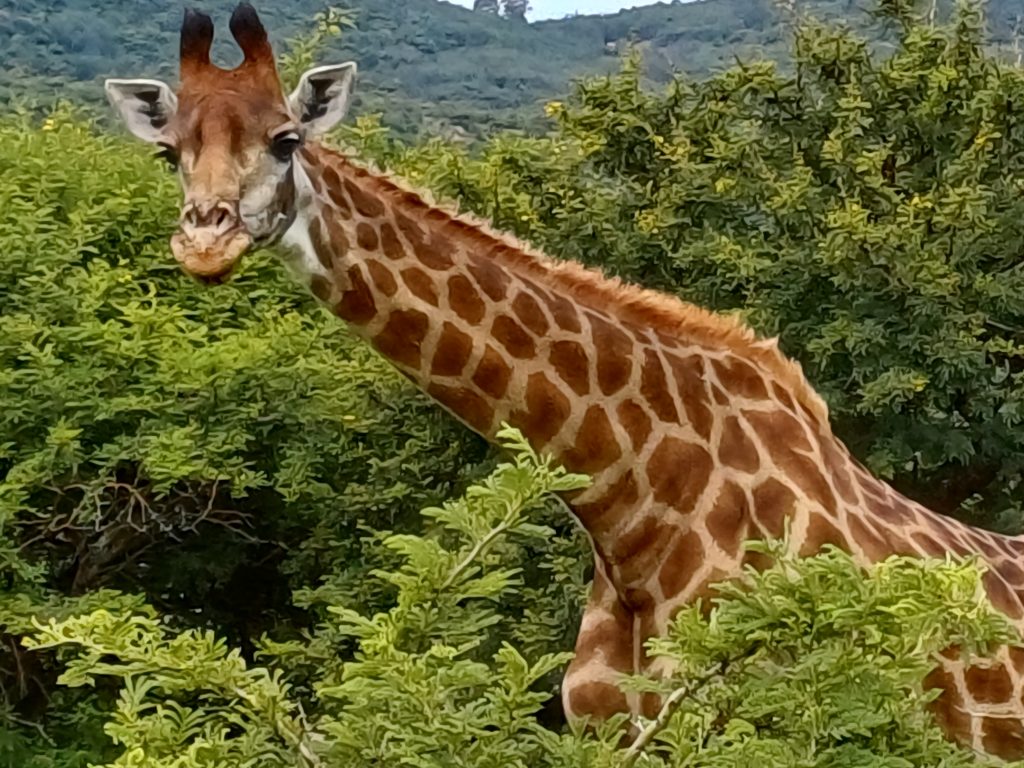 giraffe peeking over trees
